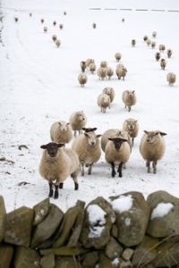 a_Nina_encore_des_moutons_d'hiver_et_des_pierres_!